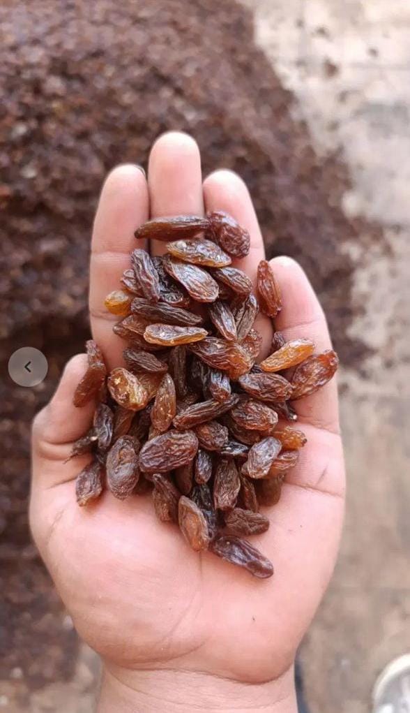 پخش کشمش آفتابی و آبگیری تقی پور در ارومیه